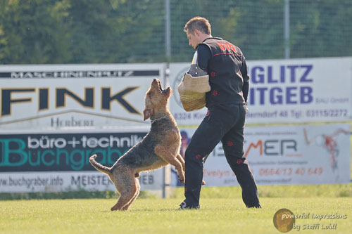 Airedale Terrier Zino von Haus Schirmer